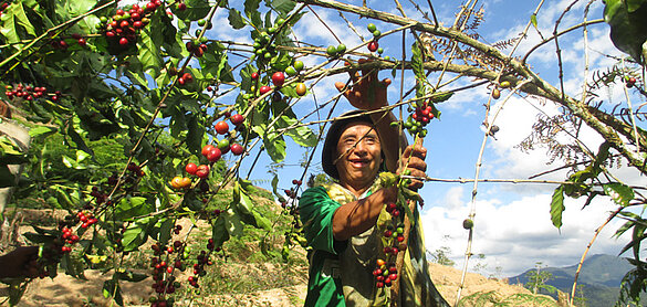 Kaffeebauer der Fairtrade-Kooperative Agricola Villa Oriente